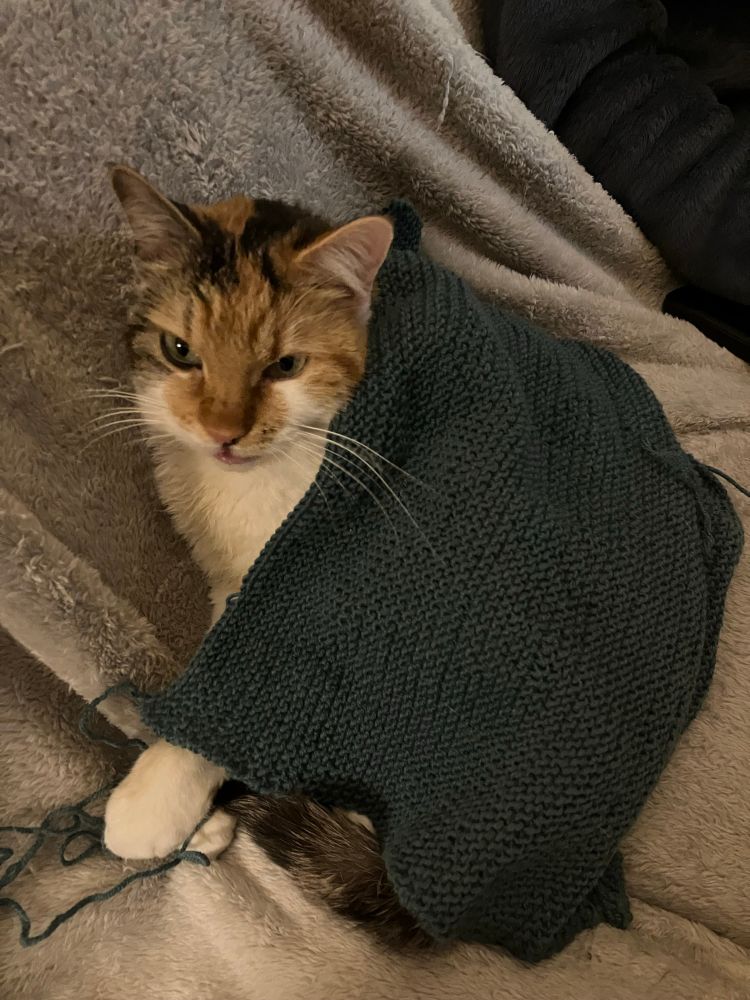 Khaleesi Daenerhiss Clawgaryan, the meowther of dragons, plots the downfall of society from the comfort of her emotional support blanket. The teal garter stitch blanket is small, like her, and never had the ends woven in because she prefers bonus strands. 