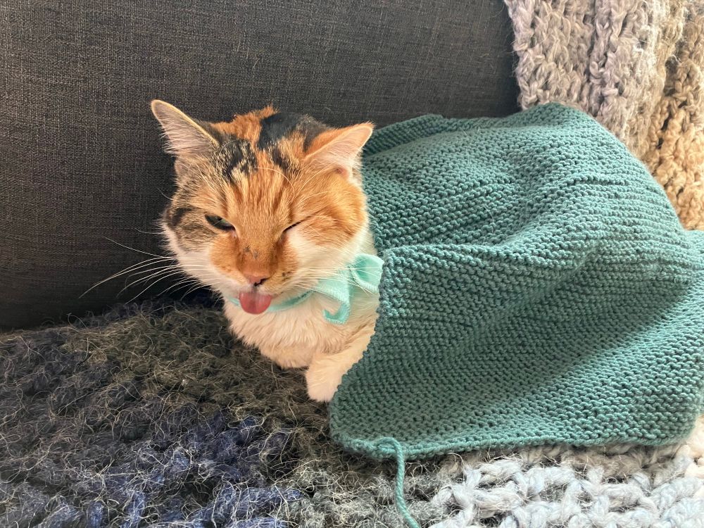 Khaleesi, a calico cat whose tongue is always out, snuggles under a small teal garter stitch hand knit blanket. The cat is winking, probably because she knows she’s cozier than anyone else on the planet. This blanket was the first real knit project that sparked a full and expensive but deeply gratifying hobby for Khaleesi’s mom. 