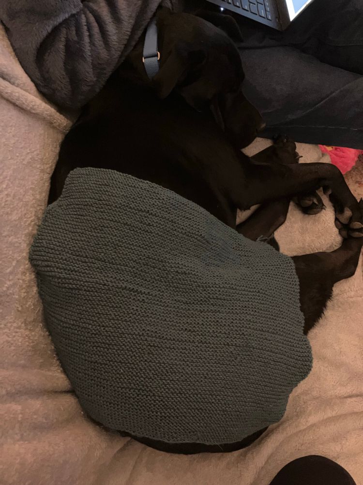 Cooper the sharprador attempts to snuggle under Khaleesi’s blanket. It covers only his rump. Not to worry, Cooper the big black dog has his very own hand knit blanket in the works. 