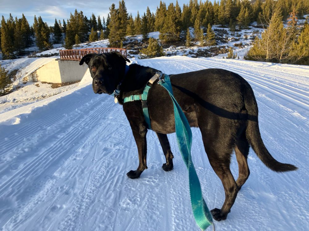 A black dog stands in the foreground of a snowy trail through pine trees in the low light of the setting sun. 