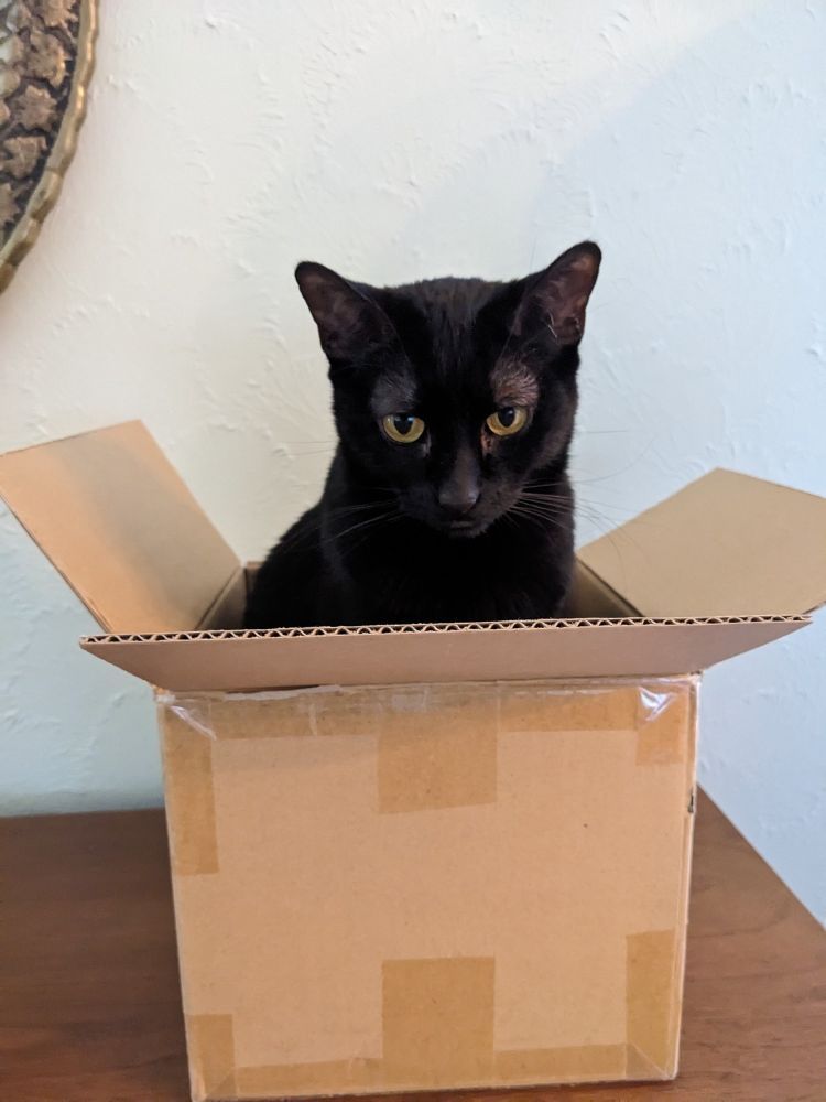 Gladys the cat in a box
