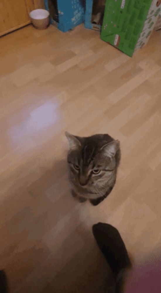 a cat is sitting on a wooden floor in front of a cardboard box that says ' oxo ' on it