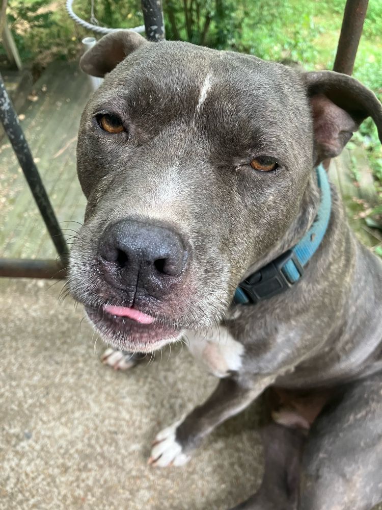 A blue nose pittie dog named West