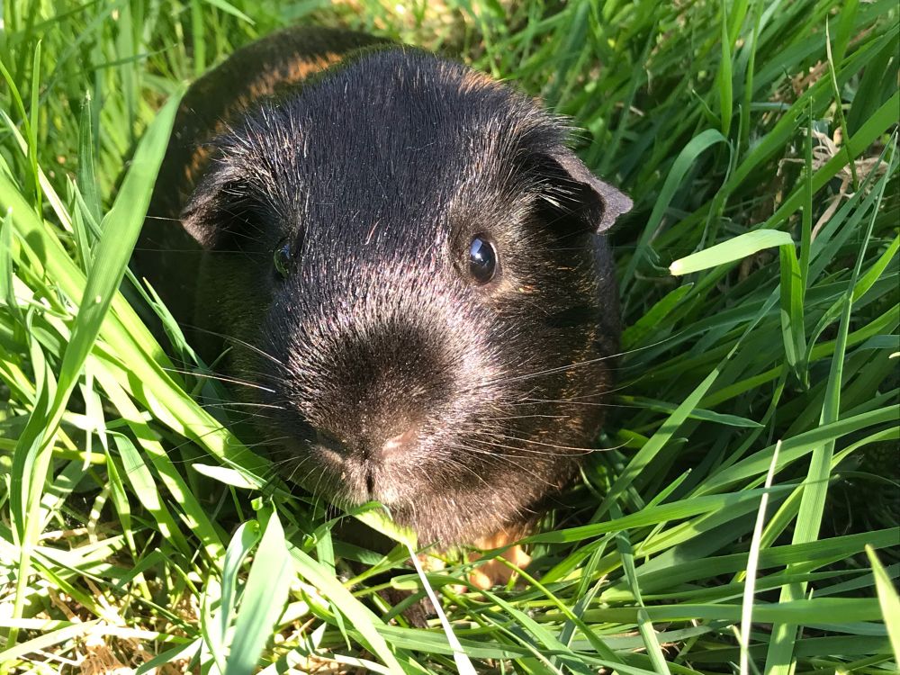 Fudge is a black and brown Guinea pig looking directly at the camera while eating grass. He is surrounded by grass and is content