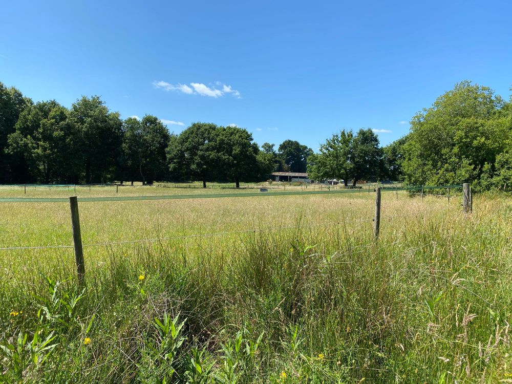 A wide, open field with vibrant green grass stretching across gently rolling terrain. Above, a clear blue sky with soft white clouds. The field is empty, peaceful, and full of potential, soon to be transformed into a vineyard. 