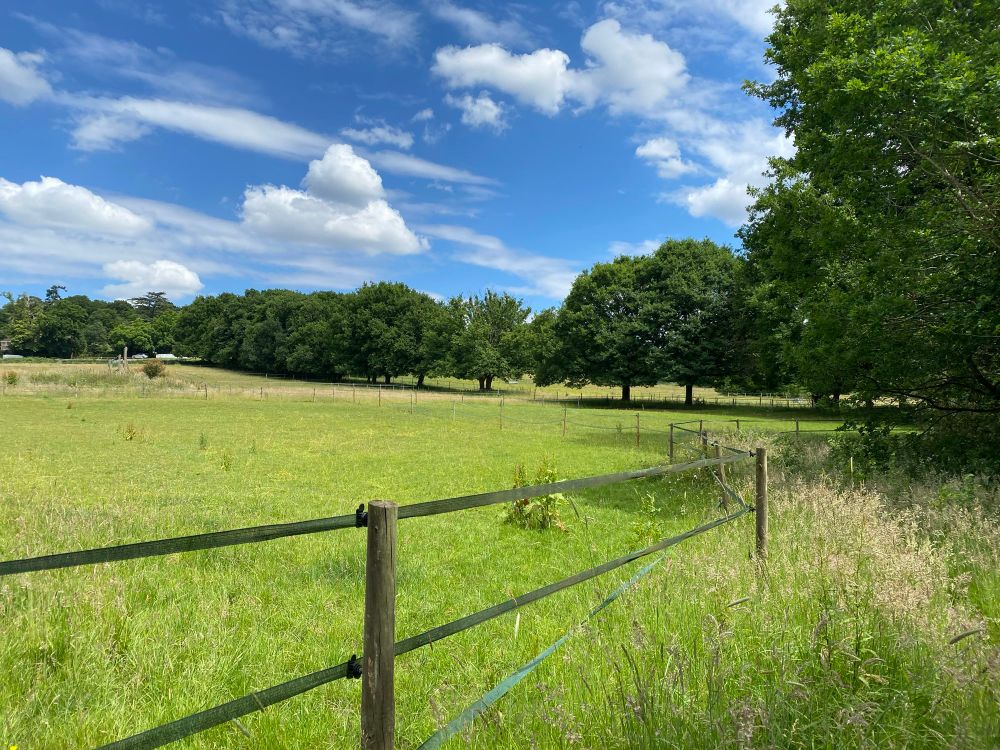 A wide, open field with vibrant green grass stretching across gently rolling terrain. Above, a clear blue sky with soft white clouds. The field is empty, peaceful, and full of potential, soon to be transformed into a vineyard. 