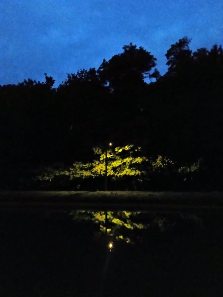 Une photographie au moment où j'ai perdu la Grande Ourse, de l'eau, un arbre, un lampadaire. A photograph of the moment I lost the Big Dipper, a tree, water, a lamppos.