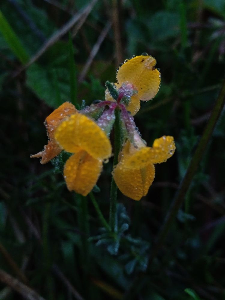 Cette plante vivace, plus communément appelée pied de poule possède de nombreuses vertus. Birdsfoot trefoil is a perennial plant that has many virtues.