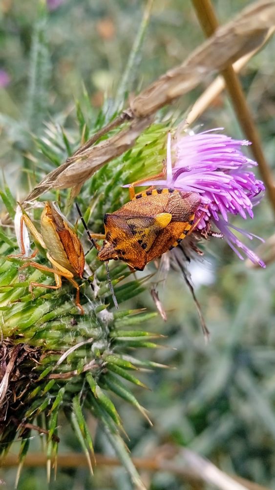 Quand elle se sent agressée la punaise diabolique dégage une odeur abjecte. When they feel attacked, stink bugs give off a vile odor.