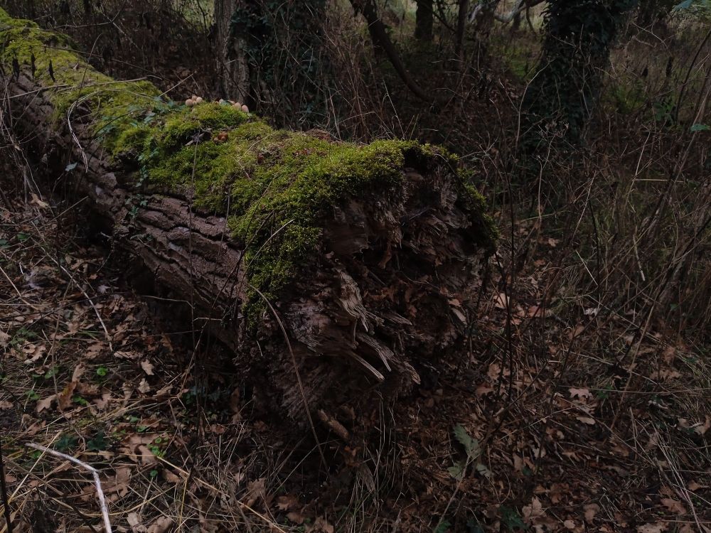 Énormément de troncs d'arbres jonchent les bords de Loire, le sol est par endroit très sableux. A huge number of tree trunks litter the banks of the Loire, the ground is very sandy in places.