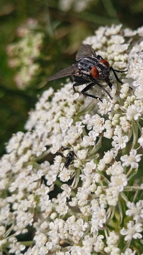 Cette espèce de mouche est très désagréable pour nous comme pour les animaux car elle pique. This type of fly is very unpleasant for us and for animals because it bites.