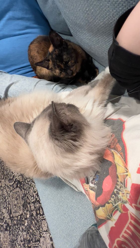 A tortie cat looking at a Birman cat with disgust and disdain but vague tolerance