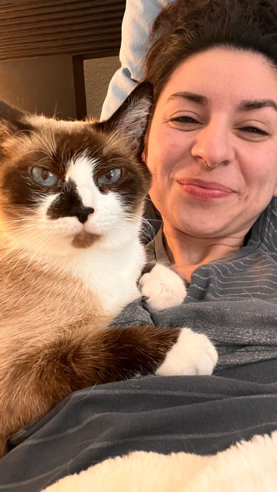 A Siamese cat mean mugging you 