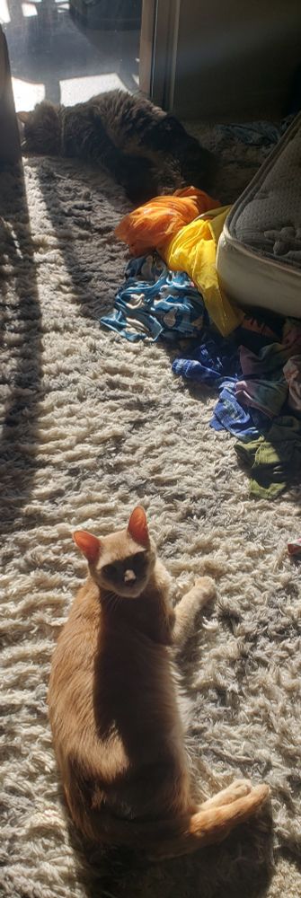 A long-haired black and grey striped Maine Coon mix cat & a light orange and cream striped short hair cat basking in a big, warm sun beam, in front of a window, both looking at the camera, the former cat laying on its back, curly floofy belly hairs pointing up, the latter cat is half-loaf, half-flopped on the beige carpeted floor.