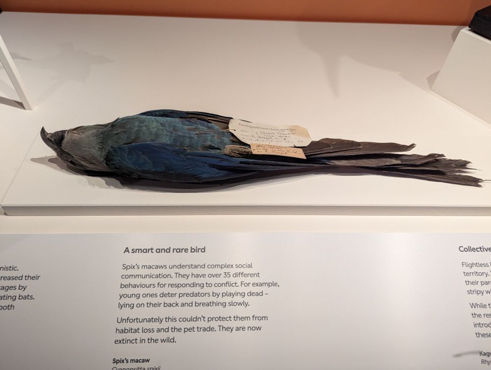 A stuffed but not mounted Spix macaw. It is lying on its back with its wings tucked against its body. Its body is darker blue on the wings and slightly lighter blue on its chest. It has a paler grey-blue head. The underside of its tail feathers are dark grey. Its feet are dark grey and its beak is black. 