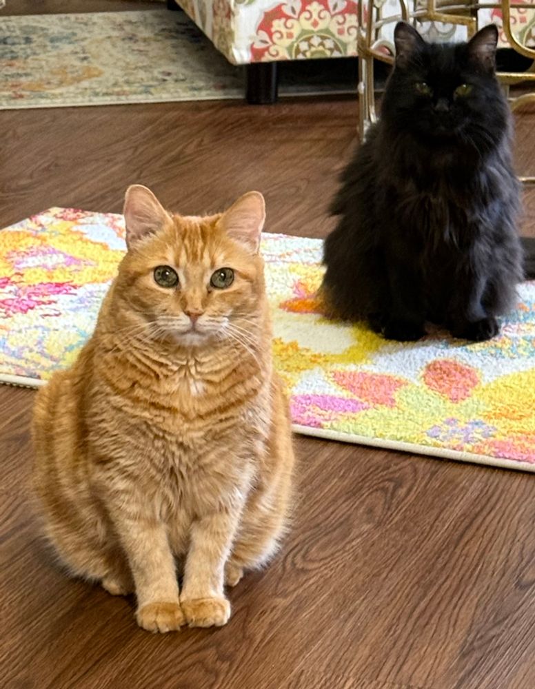 Cute Orange & Black kitties waiting patiently for their food bowls 