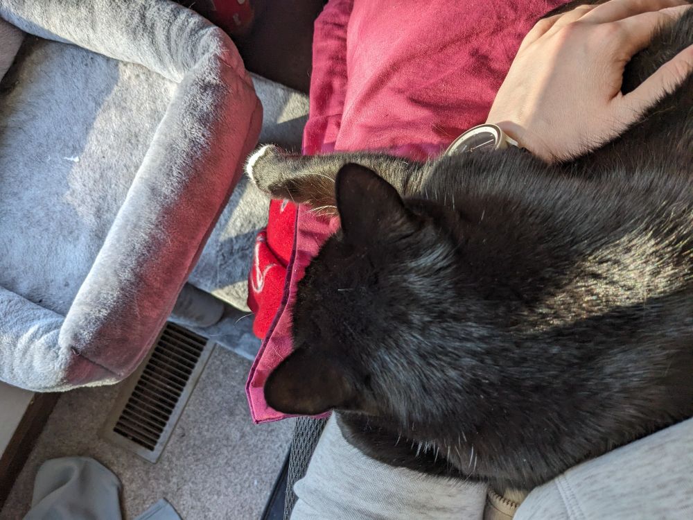 A black cat (with a white tipped paw) slung over my left arm with her right paw outstretched. She is obviously comfy and probably not going to move soon.