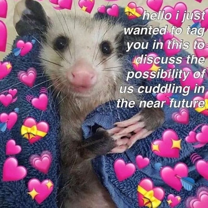 An opossum being held in a blue towel with various pink emoji hearts taking up most of the picture around it. The caption reads: "hello i just wanted to tag you in this to discuss the possibility of us cuddling in the near future"