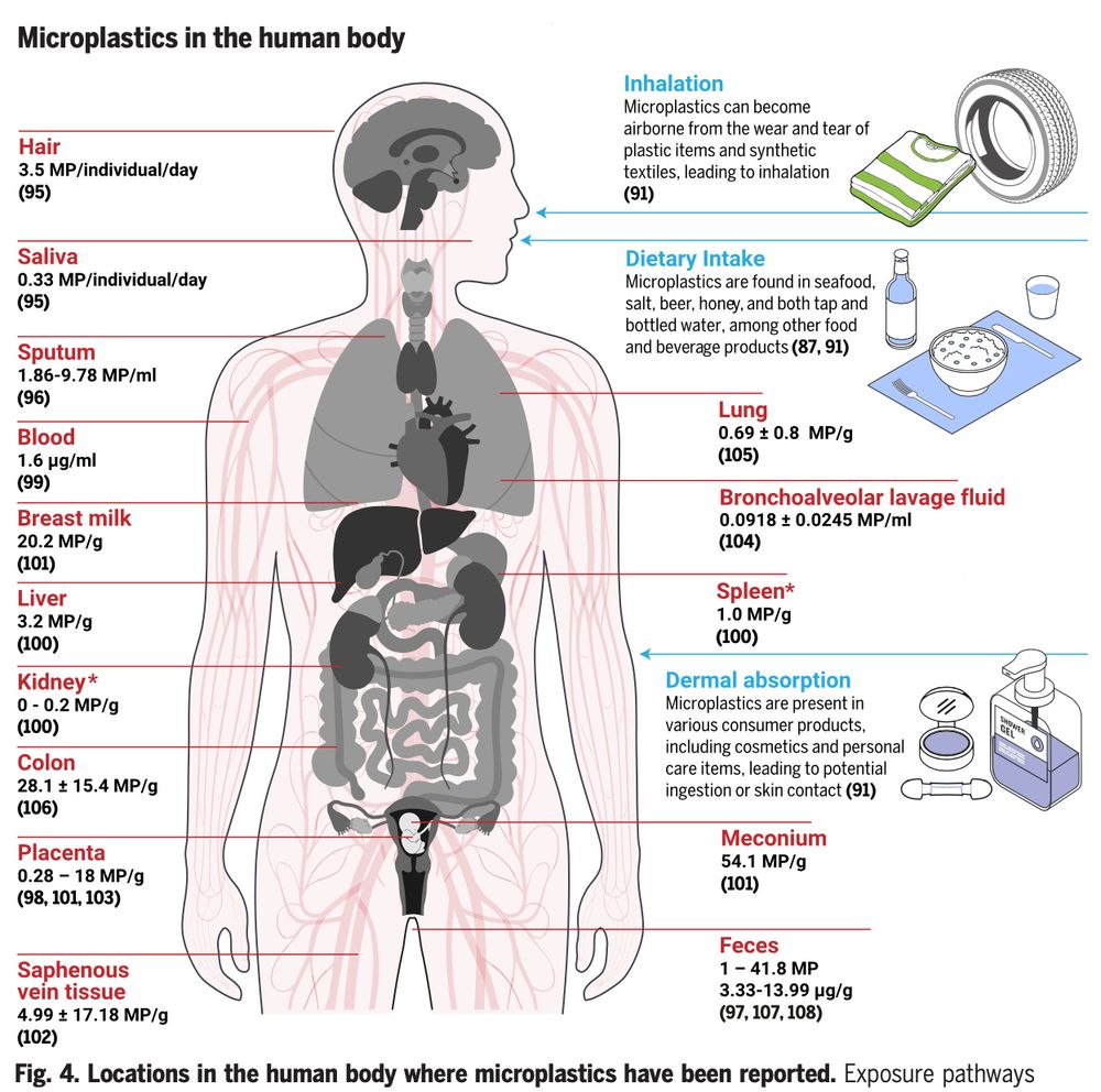 [Figure credit: J. Beadon] dans RICHARD C. THOMPSON et al, Science, 2025