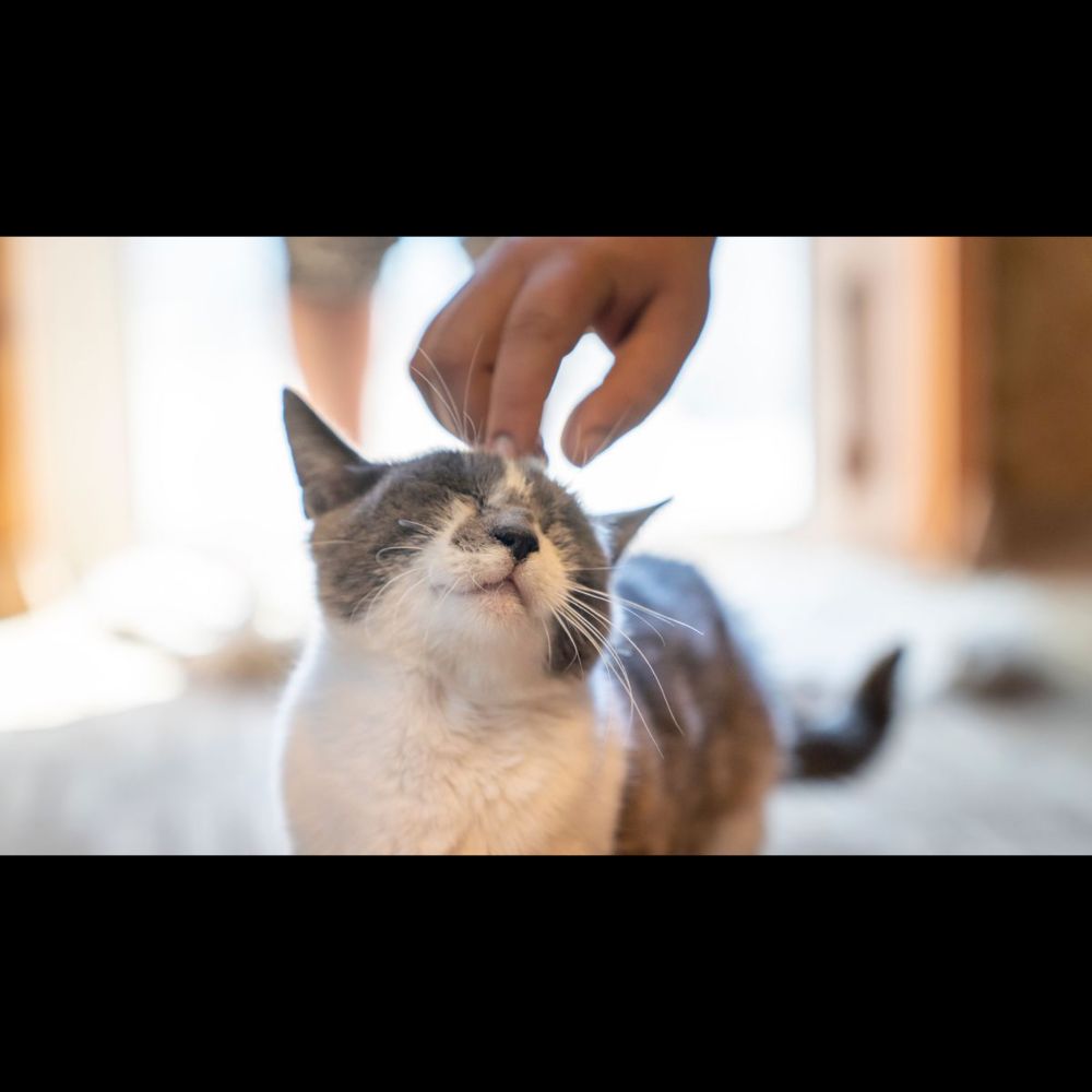 La biologie derrière le ronronnement des chats