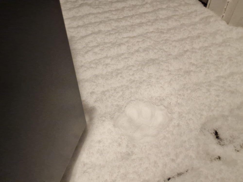 Snow with a single paw print 