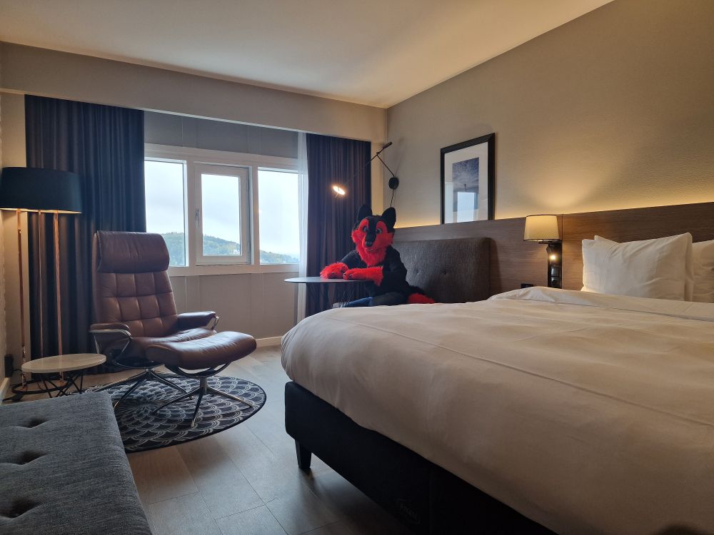 Red/Black wolf sitting and patiently waiting in a hotel room.