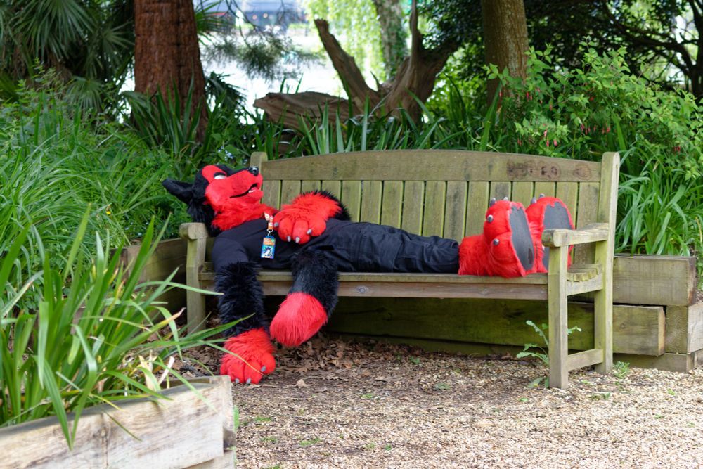 red/black wolf laying down on a park bench