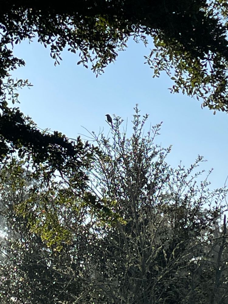 Loggerhead shrike perched on a tree