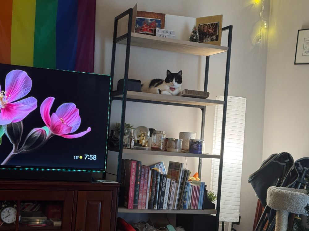 Tuxedo cat laying on a shelf beside a television 