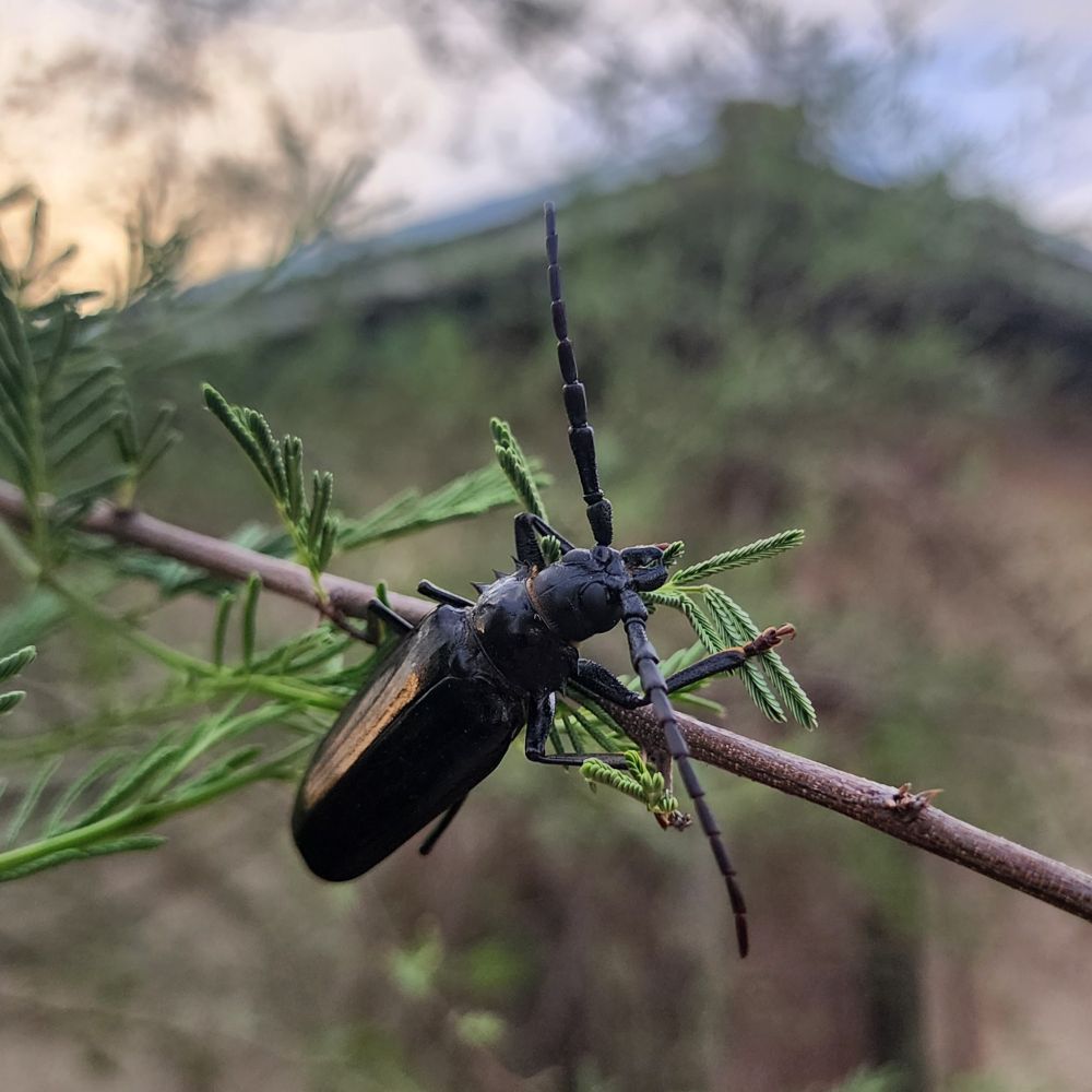 This sweetie is a Palo Verde Beetle clinging to a branch on a Sweet Acacia tree in my yard. They're notoriously clumsy and when they emerge I'm on the lookout for any that need help after accidentally landing onto their backs and need to be flipped over.