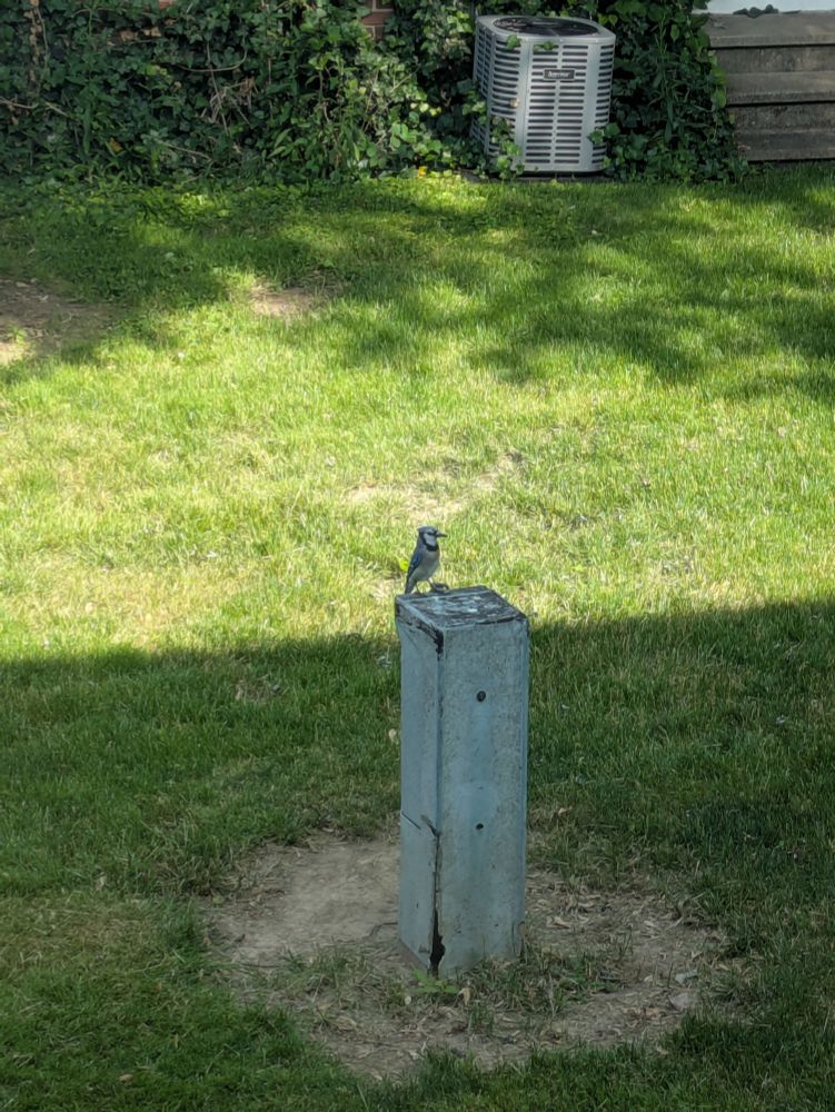 A bluejay perched on a metal pole in a backyard 