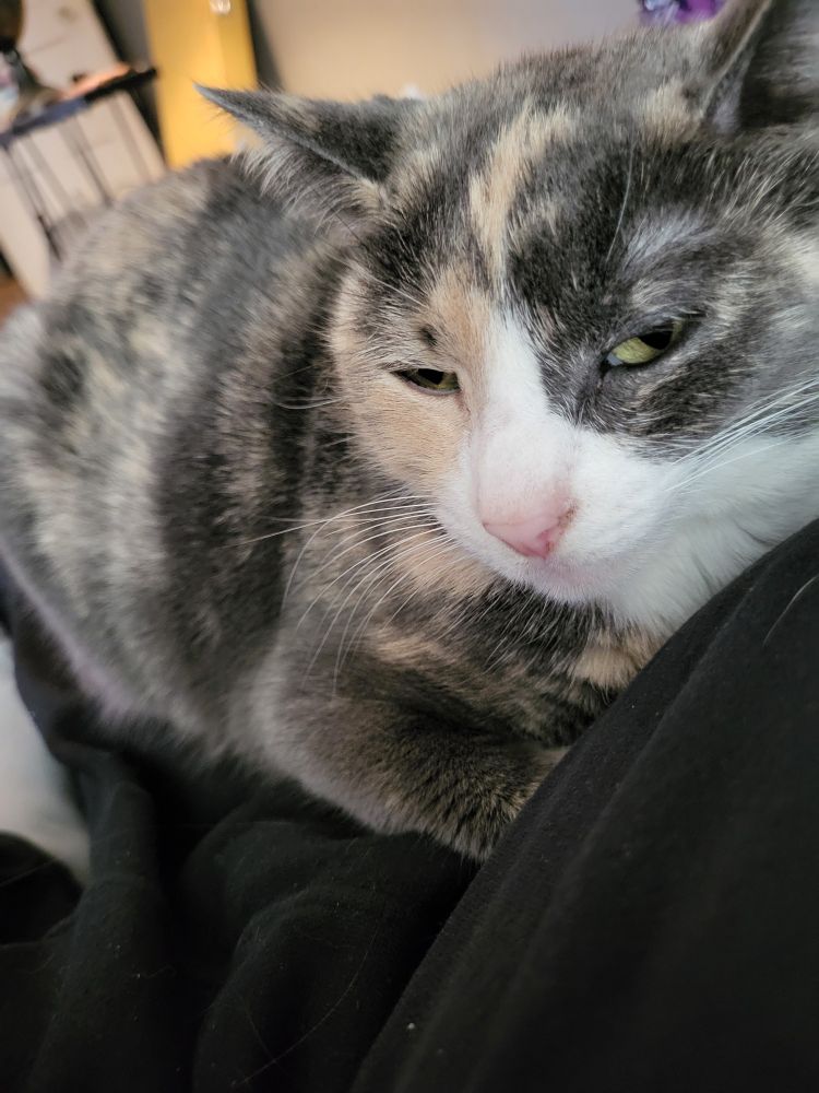 Tortico cat named Sammy looking at the camera with half closed eyes. 