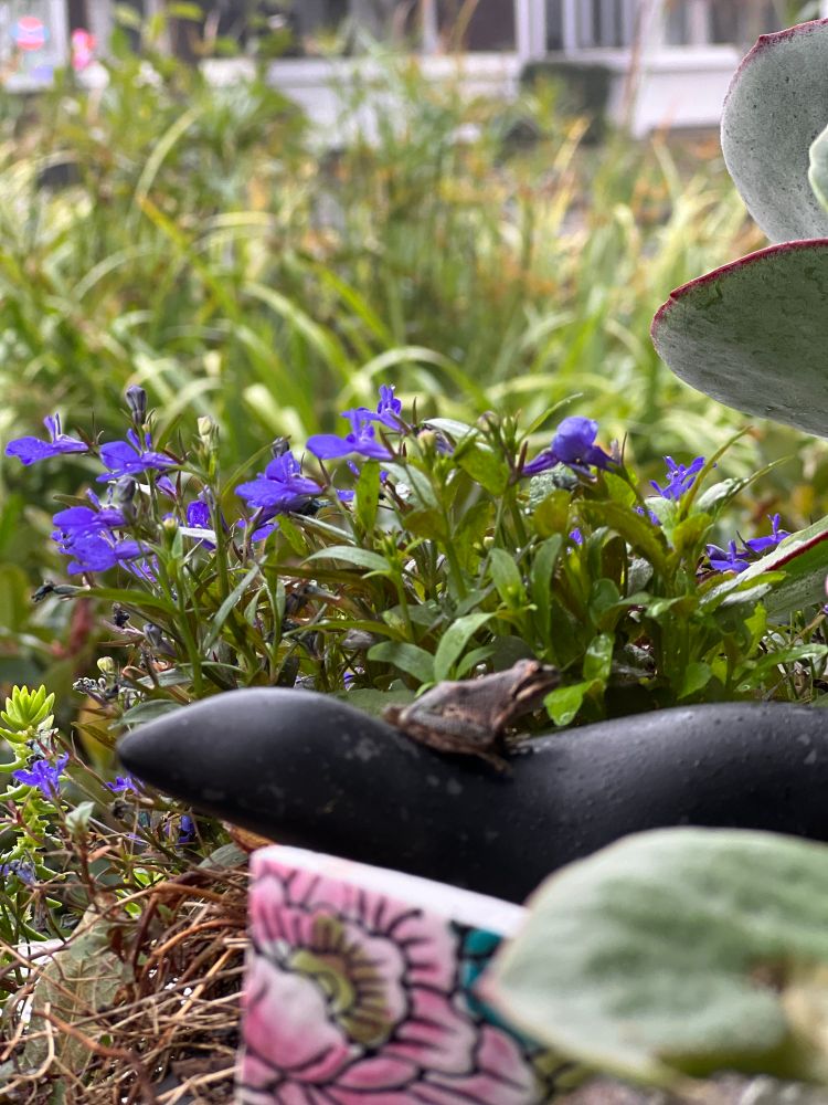 A small tree frog facing the sun atop a seal statuette in a backyard garden. 