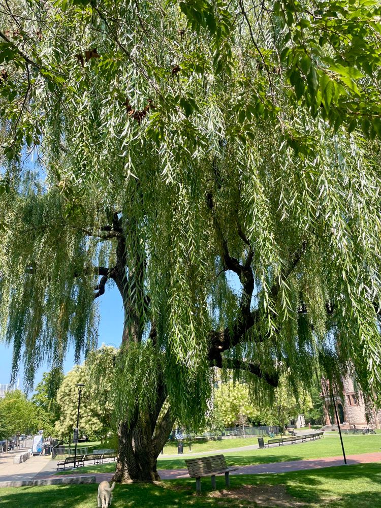 A very large weeping willow tree