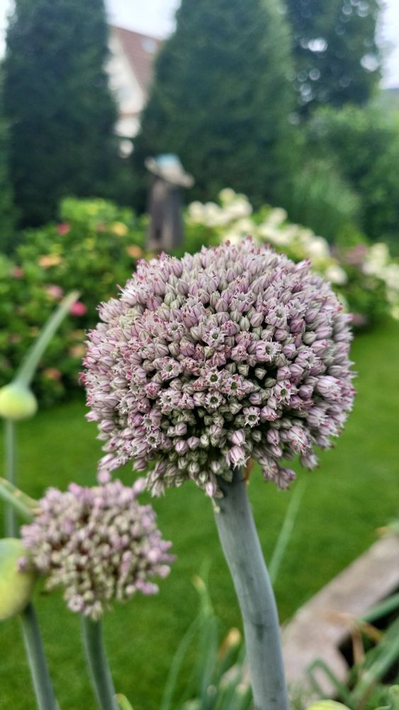 2 zartrosa porreeblüten