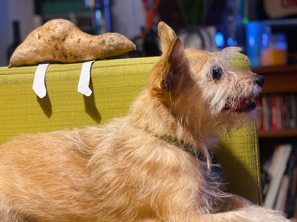 a scruffy terrier mutt, sitting on the couch with the aforementioned yam