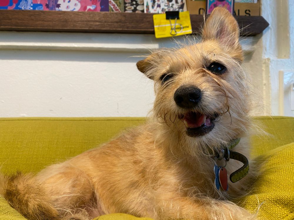 a scruffy terrier chihuahua mix sitting on a green couch