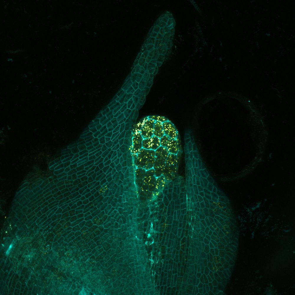 a maize shoot apical meristem labeled with a plasma membrane marker fused to cyan fluorescent protein