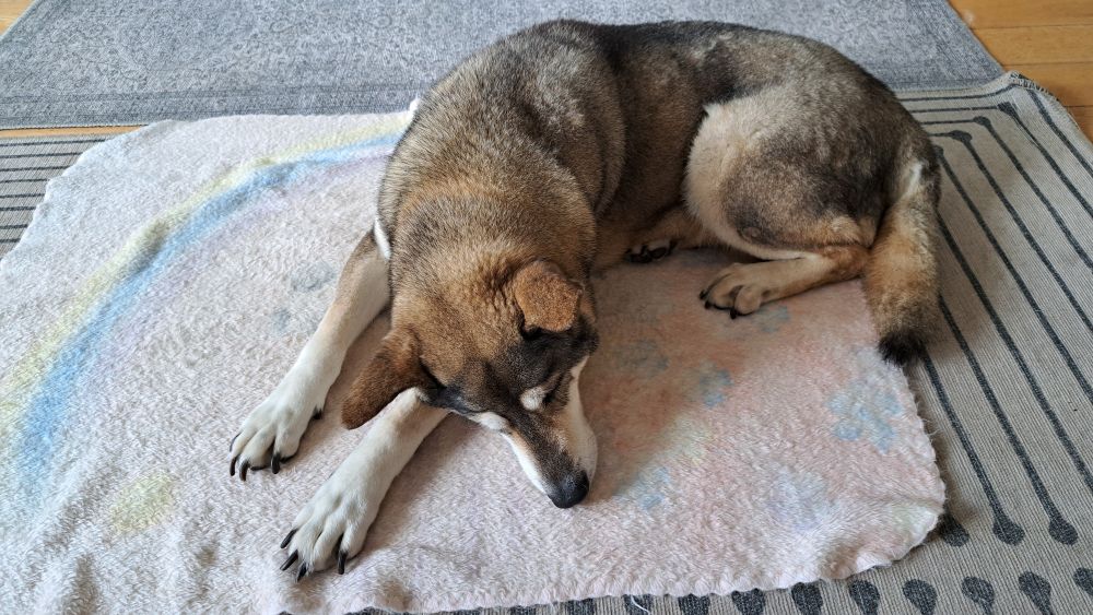 Brown and grey dog lying on his blanket because he finds his bed's a bit wobbly for his unsteady legs