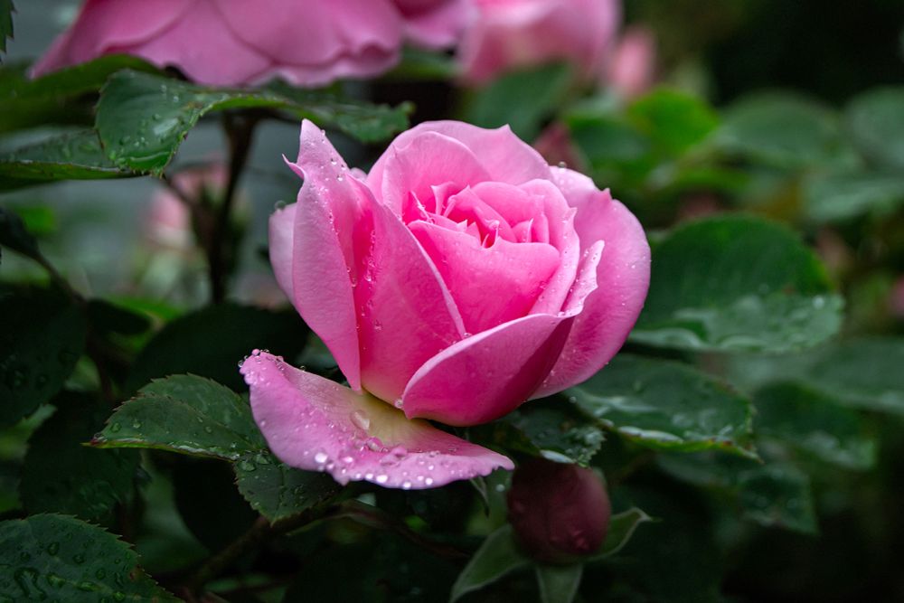 An extremely pink rose bloom radiates amid deep green foliage, jeweled with raindrops.