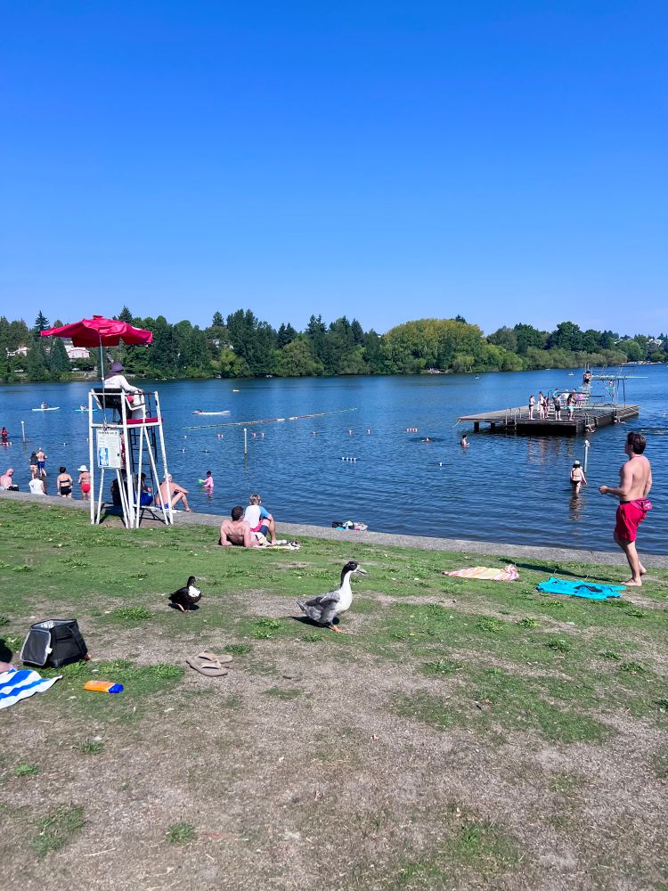 View on the beach, some ducks are roaming on the grass