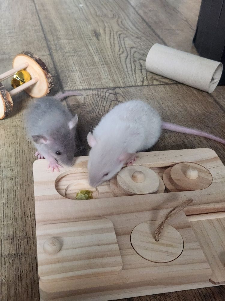 Merry and Pippin, two baby rex rats (one blue grey, the other white) playing with a foraging toy looking for treats