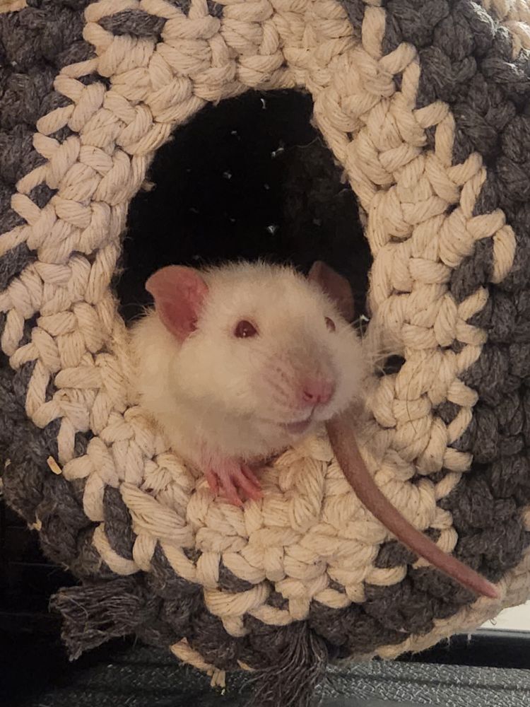 Merry, a pink eyed white rat, snuggling in his hammock with his adorable little face sticking out of the entrance