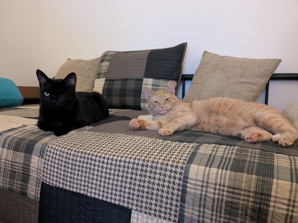 A one eyed black cat and a ginger cat reclining on a sofa looking at the photographer.