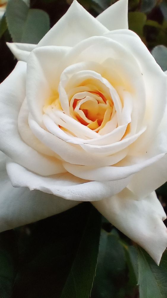 Creme-Weiße halb geöffnete Rose der Sorte 'Ilse Krohn' 