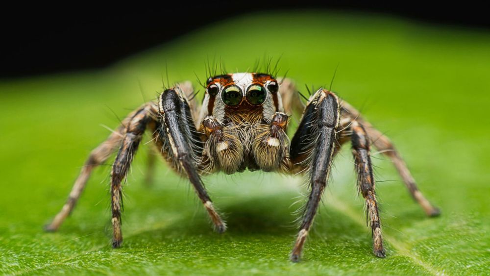 Was bedeutet es, wenn man von Spinnen träumt? Die Traumdeutung verrät’s!