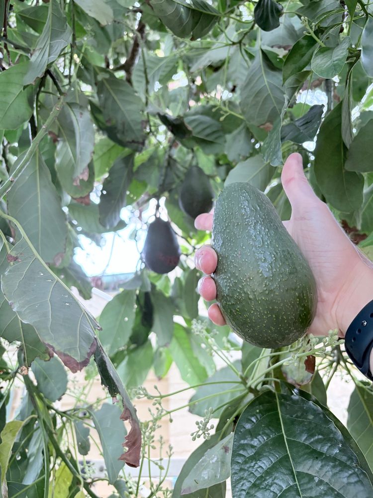 Hand holding avocado pointing at 2 more avocados on a tree