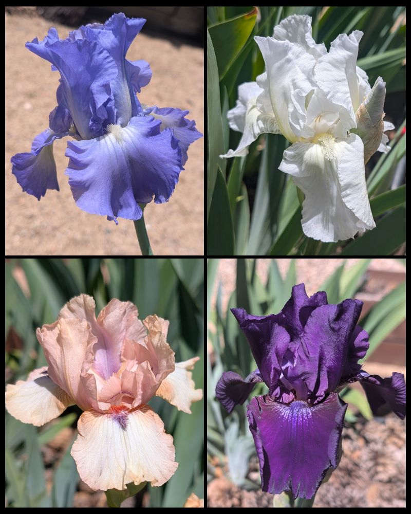 Four tires of bearded iris flowers. To the top left is blue with white beards. Top right is mostly white with a touch of yellow at the base of beards/style arms. Bottom left is pink with purple and orange beards and some lavender in the center. Bottom right is dark purple. 