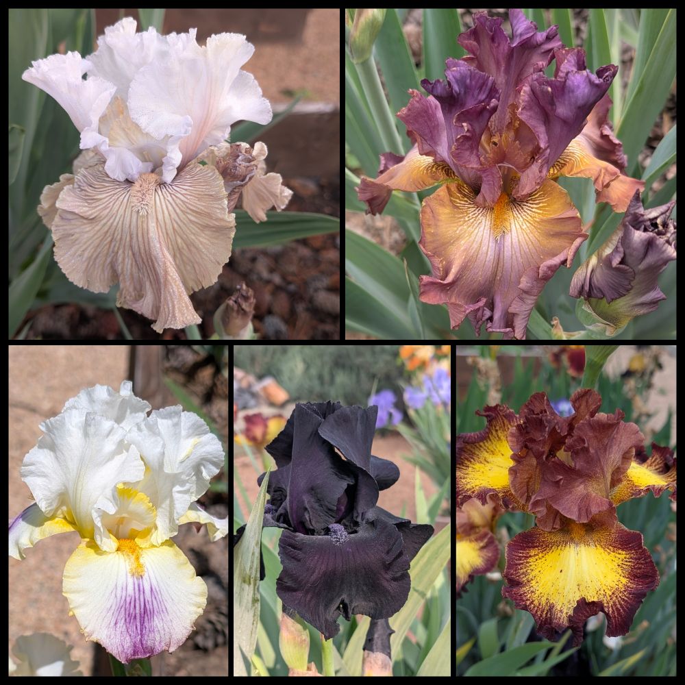 A collage of photos of bearded irises in different colors. The top left (Tango Amigo) is white on top and the falls are tan with a soft violet hew. Top right is Cinque Terre and it ranges from purple to dusty-rose, and gas orange highlights near the base of the falls. Bottom left is Sunrise Splendor which is mostly white with a bright gold in the center and a splotch of purple on the falls. Center is Black Suited which is nearly black with deep purple beards. Bottom right is Be My Honey which has dusty-maroon standards and the falls are a deep gold rimmed with deep wine color. 