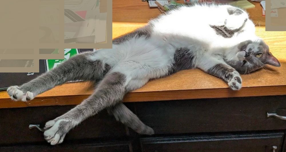 My gray and white cat laying on a desk-top, belly-up with his hind legs stretched out behind him. Part of his chest is in the sunlight shining in through the window. 